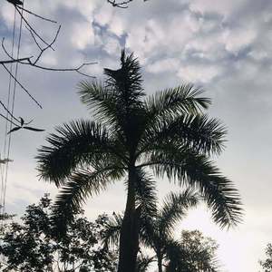 Arizona Zervas-Kiki d u love（DJ Mr.SouRce / Th& Kid remix）