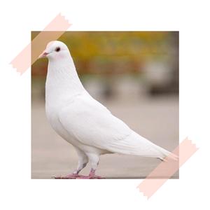 鸽子（少女音ver.）（翻自 洛天依）