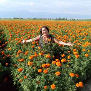 海誓与美梦-巴秀拉