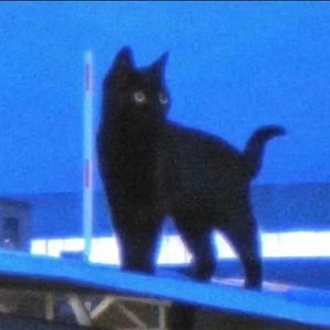 “蓝调小猫” 钢琴 × 情绪 type beat