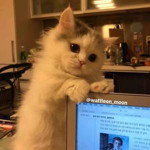 晚睡叭 / Shake-石-