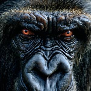 Réveille La Bête (Entraînement Musculation Motivation Sport Fitness Énergie)