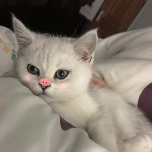 最后一首情歌