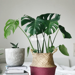 Playful Hotel Brunching