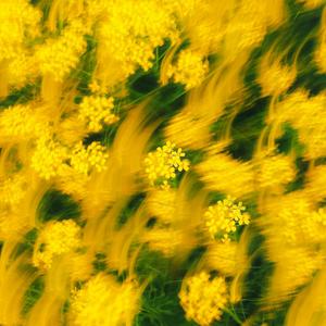 涙のチャペル