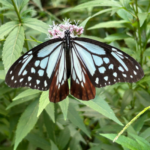 渡りの蝶~アサギマダラ~ (Remix)