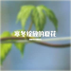 寒冬绽放的夏花