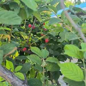 大东北是我的家乡ai说唱版