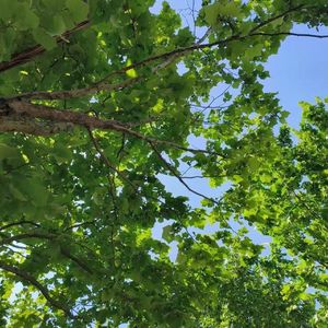 古乐庭间忆旧情