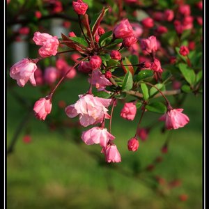 千年泪（翻自 Tank）