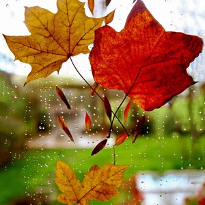 Soft Rain On Roof Window