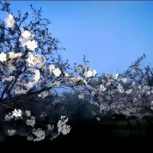 自由不变（钢琴曲）