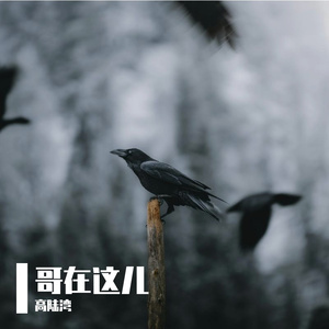 《哥在这儿》