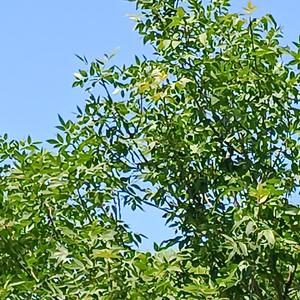 雅 - 60053905617104231(9)