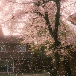 樱花雨（prod by Lyoung）