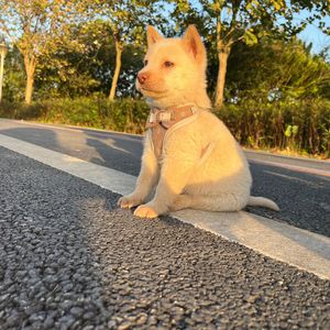 星空如果有邮差