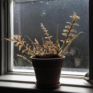 Varför dör mina växter