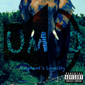 Elephant´S Loyality