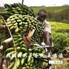 奥德彪拉蕉交响曲