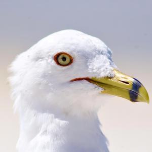 Entitled Seagull