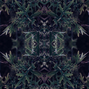 Artemisia
