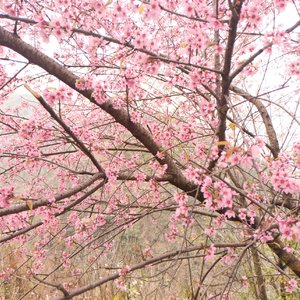 Soft Lock(基于Duvet灵感)