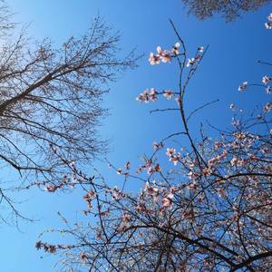 봄,바람 （春天，风）
