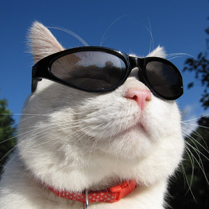 野蜂飞舞144bpm 布鲁斯口琴