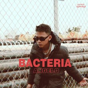 BACTERIA (បាក់តេរី)