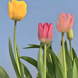 Free#月光爬过了窗台#