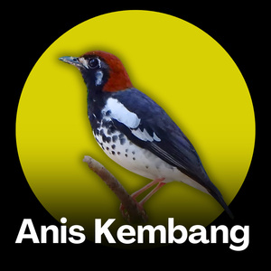 Anis Kembang - Suara Juara Abadi