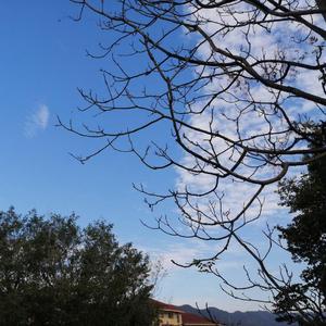 莉莉安（翻自 我是歌手）