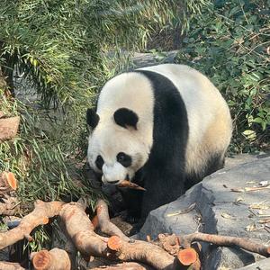 爱你没差（翻自 邓晃晃）