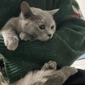 地球仪东北话版