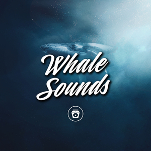 Whale