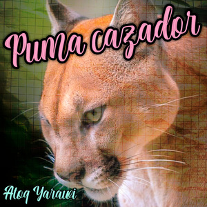 Puma Cazador