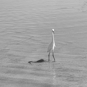 Egret