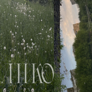 Одуванчики