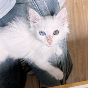 这条小鱼在乎 (I'm a little fish）