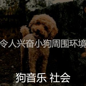 精彩训练犬环境