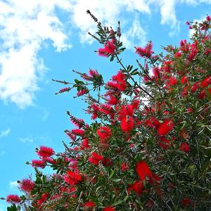 Pohutukawa Christmas Time