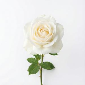 눈 속의 속삭임