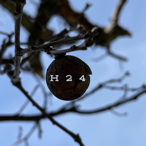 H24