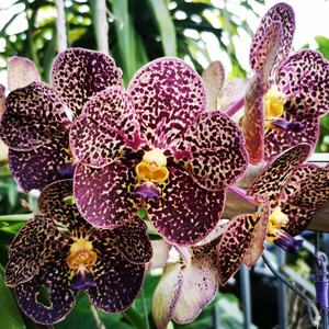 Small Ant And Big Apple