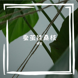 蚕茧挂桑枝