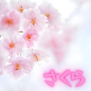 さくら