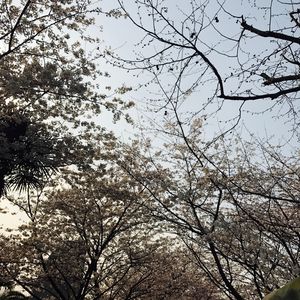 画大饼凡人曲
