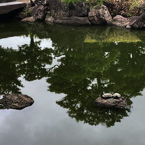 清澄庭園の亀