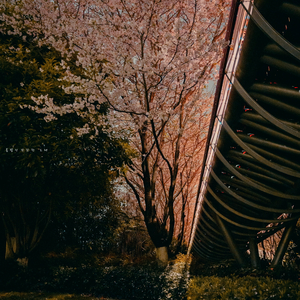 봄밤의 잔잔한 노래