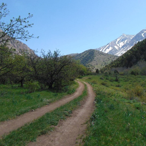 Целительная магия